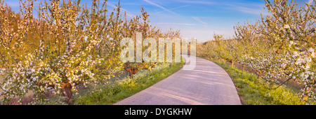 Blossoming apple trees le long d'une route Banque D'Images