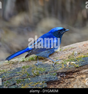 Bel Oiseau bleu, grand mâle (Niltava Niltava grandis), debout sur le log Banque D'Images