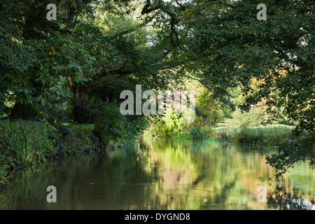 Branches surplombent les eaux calmes de la rivière Cherwell sur le bord de Rousham House gardens dans l'Oxfordshire, Angleterre. Banque D'Images