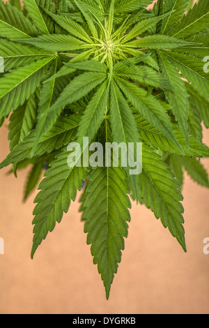 Haut de la plante femelle de Cannabis indica, hybride dominante au début du stade de floraison. Banque D'Images