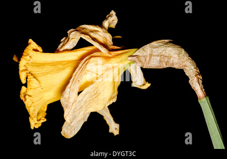 Mourir jonquille (Narcissus) à la fin du printemps au Royaume-Uni sur un fond noir. Banque D'Images