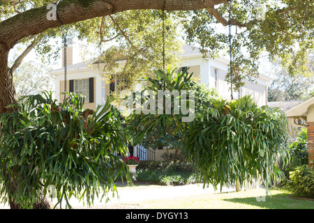 Staghorn de fougères dans quartier résidentiel, Tampa, FL, USA Banque D'Images