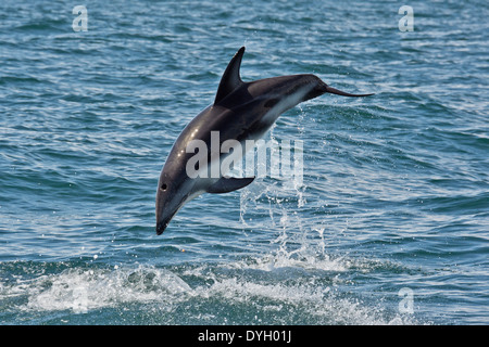 Sombre des Africains (Lagenorhynchus obscurus obscurus). Haut de saut dans l'air près de Walvis Bay, en Namibie. Banque D'Images