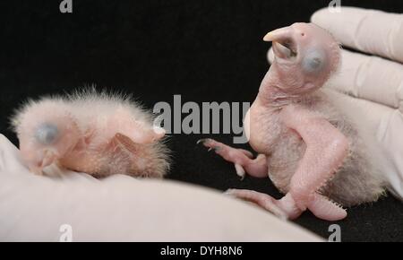 Schoeneiche, Allemagne. Apr 17, 2014. L'ara de Spix la gesse Karla (L, 26 grammes) et le frère de Tiago (70 grammes) sont exposées à l'Association de Berlin pour la conservation des oiseaux menacés (PTCA) dans Schoeneiche, Allemagne, 17 avril 2014. Deux des perroquets, aras de Spix (Cyanopsitta spixii) qui sont déjà éteintes à l'état sauvage, éclos au cours des derniers jours. Photo : PATRICK PLEUL/dpa/Alamy Live News Banque D'Images