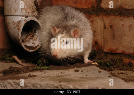 Rat pet à côté d'un tuyau de vidange. La fantaisie est une rat rat brun (Rattus norvegicus) Banque D'Images