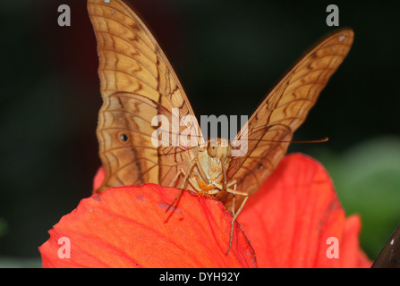 Malay Cruiser Butterfly (Vidula dejone erotella, Vindula arsinoe) se nourrissent d'une fleur d'hibiscus rouge Banque D'Images