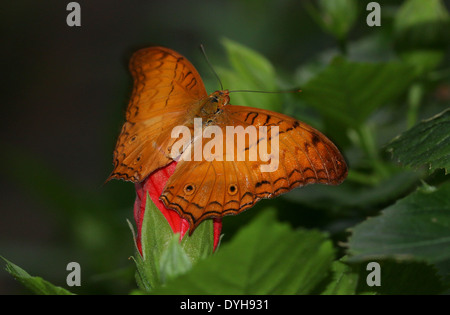 Malay Cruiser Butterfly (Vidula dejone erotella, Vindula arsinoe) posant avec les ailes ouvertes Banque D'Images