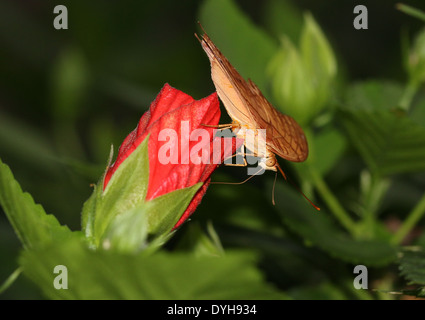 Malay Cruiser Butterfly (Vidula dejone erotella, Vindula arsinoe) se nourrissant sur une fleur rouge Banque D'Images