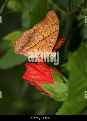 Malay Cruiser Butterfly (Vidula dejone erotella, Vindula arsinoe) se nourrissant sur une fleur rouge Banque D'Images