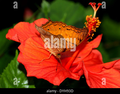 Malay Cruiser Butterfly (Vidula dejone erotella, Vindula arsinoe) se nourrissent d'une fleur d'hibiscus rouge Banque D'Images