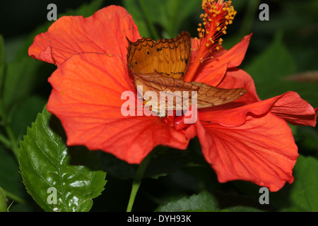 Malay Cruiser Butterfly (Vidula dejone erotella, Vindula arsinoe) se nourrissent d'une fleur d'hibiscus rouge Banque D'Images