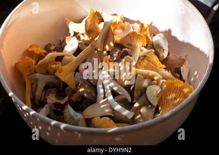 Un bol de champignons des bois fraîchement cueillis, prêt à être nettoyé et cuit.