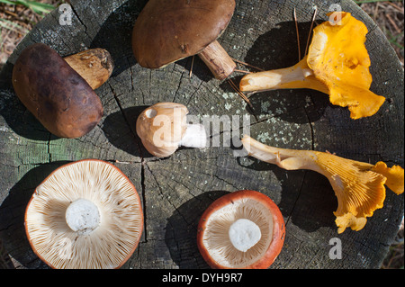 Une sélection de champignons des bois fraîchement cueillis sur une souche d'arbre. Banque D'Images