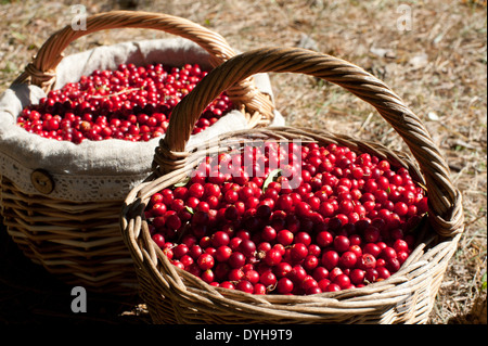 Temps de printemps fruits rouges fraîchement cueilli de la forêt, dans des paniers en osier. Banque D'Images
