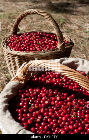 Temps de printemps fruits rouges fraîchement cueilli de la forêt, dans des paniers en osier. Banque D'Images