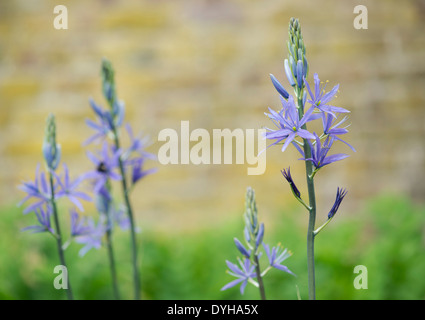 Camassia leichtlinii. Camas Quamash, fleur jacinthe sauvage Banque D'Images