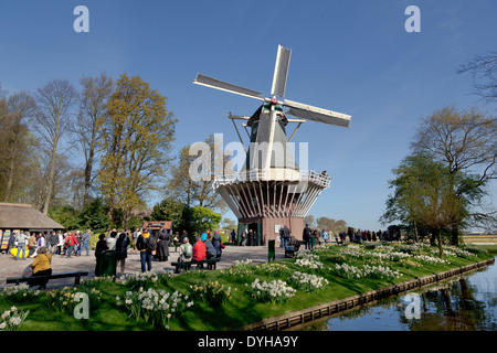 Daffoldils et touristes devant un moulin à vent dans le Keukenhof à Lisse, aux Pays-Bas Banque D'Images