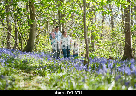 Pays de Galles Aberystwyth UK, le Vendredi saint 18 avril 2014 Paul Ingram et Lowri Griffiths, avec leurs filles Ffion Haf et Anwen Mair, marcher parmi les jacinthes dans Penglais Woods à la périphérie d''Aberystwyth, Pays de Galles UK Le beau temps le Vendredi Saint au début de l'week-end de Pâques est réunir les familles à profiter des tapis de fleurs bleu couvrant le plancher de bois. Credit : Keith morris/Alamy Live News Banque D'Images