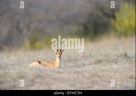 Affaires indiennes (Gazella bennettii) reposant sur la savane. Banque D'Images