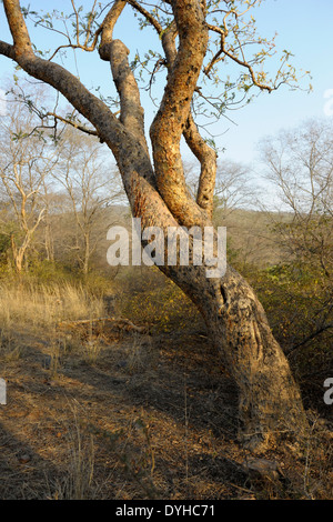 Rayures d'un tigre du Bengale (Panthera tigris tigris) sur un arbre. Banque D'Images