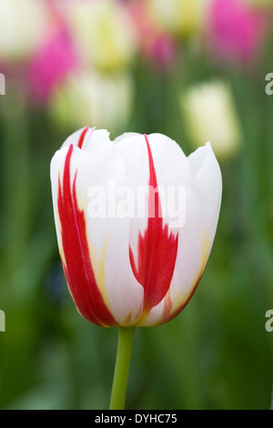 Tulipa 'Happy Generation' dans le jardin. Banque D'Images