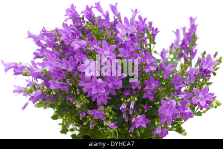 Mur de floraison bellflower Campanula portenschlagiana Banque D'Images