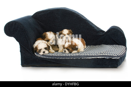 Portée de chiots - shih tzu chiot portant sur la table chien bleu Banque D'Images