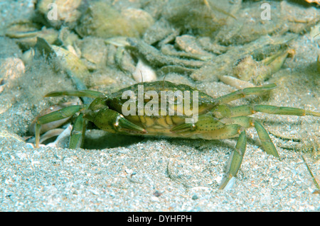 Le crabe vert ou crabe Carcinus aestuarii (littoral), la mer Noire, la Crimée, la Russie Banque D'Images