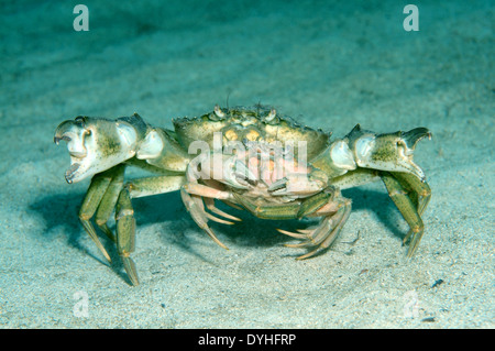 L'accouplement de crabes verts ou littorales (crabe Carcinus aestuarii), de la mer Noire, la Crimée, la Russie Banque D'Images