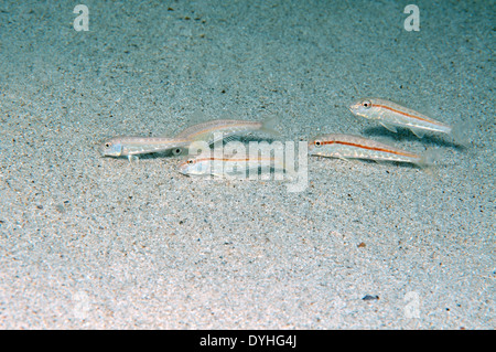 Banc de poissons rougets, Rayé Rouge-barbet, mulet ou Bluntsnouted rouget (mullus barbatus) Banque D'Images