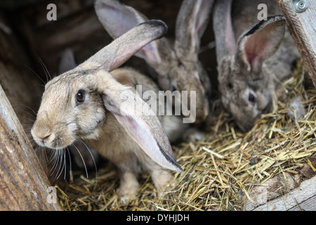 Les lapins dans une huche en bois. Banque D'Images