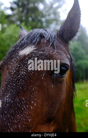 Close up of horse head pendant la pluie Banque D'Images