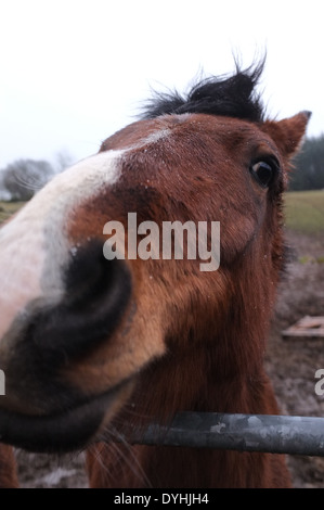 Gros plan d'une tête de cheval Banque D'Images