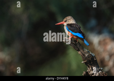 Martin-pêcheur à tête grise (Halcyon leucocephala) Banque D'Images