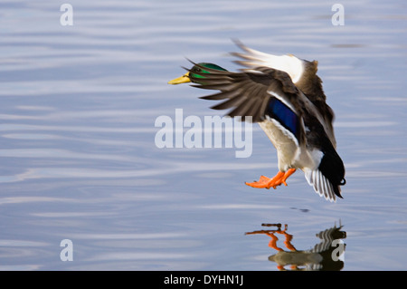 Canard colvert mâle l'atterrissage sur l'eau après le vol dans le sud de l'Indiana Banque D'Images