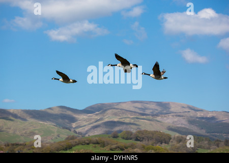 Trois Bernaches du Canada, Branta canadensis voler au-dessus de l'Ynys-hir RSPB réserve naturelle en milieu de galles Banque D'Images