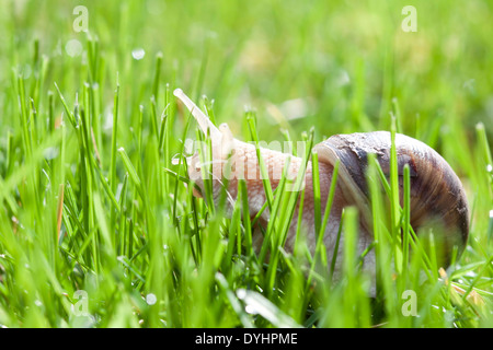 Snail in Green grass Banque D'Images