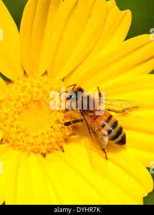 Les abeilles, la pollinisation Banque D'Images
