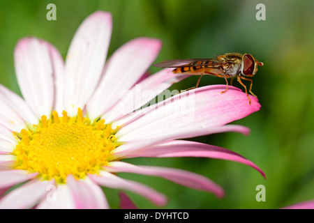 Hover fly en appui sur le bord outre une fleur Banque D'Images