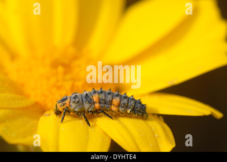 Larve de coccinelle sur daisy couronne Banque D'Images