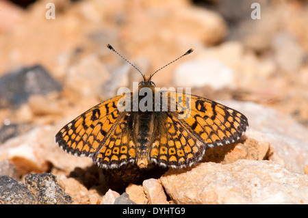 Melitaea cinxia Glanville Fritillary, Papillon Banque D'Images