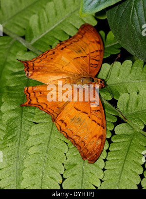 Malay Cruiser Butterfly (Vidula dejone erotella, Vindula arsinoe) posant avec les ailes ouvertes Banque D'Images