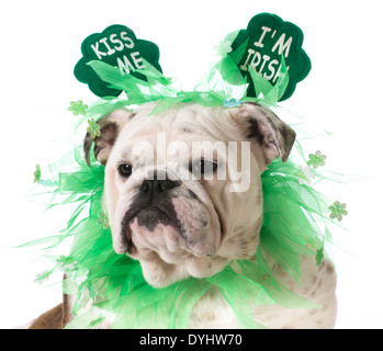 St Patrick Day - chien bulldog Anglais porter kiss me I'M Irish headband isolé sur fond blanc Banque D'Images