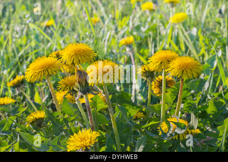 Gros plan sur les fleurs de pissenlit jaune matin d'été pré. Banque D'Images