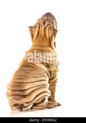 Chinese Shar Pei à la séance jusqu'à l'arrière isolé sur fond blanc Banque D'Images