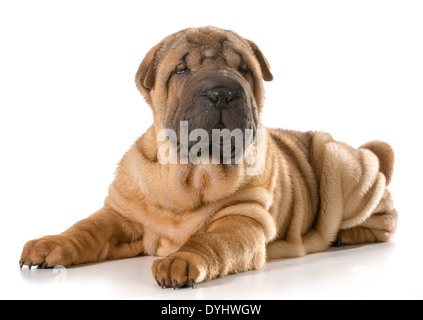 Chiot Shar Pei chinois fixant à la visionneuse à isolé sur fond blanc Banque D'Images