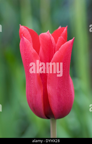 Tulipa 'Ballerina' rouge dans le jardin. Banque D'Images