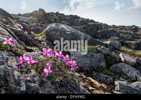 Le Canada. Territoire du Nunavut, le parc national Ukkusiksalik, fleurs d'Épilobe et paysage arctique le long de la baie Wager Banque D'Images