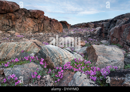 Le Canada. Territoire du Nunavut, le parc national Ukkusiksalik, fleurs d'Épilobe et paysage arctique le long de la baie Wager Banque D'Images