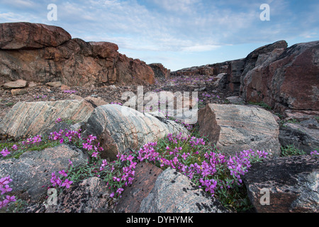 Le Canada. Territoire du Nunavut, le parc national Ukkusiksalik, fleurs d'Épilobe et paysage arctique le long de la baie Wager Banque D'Images